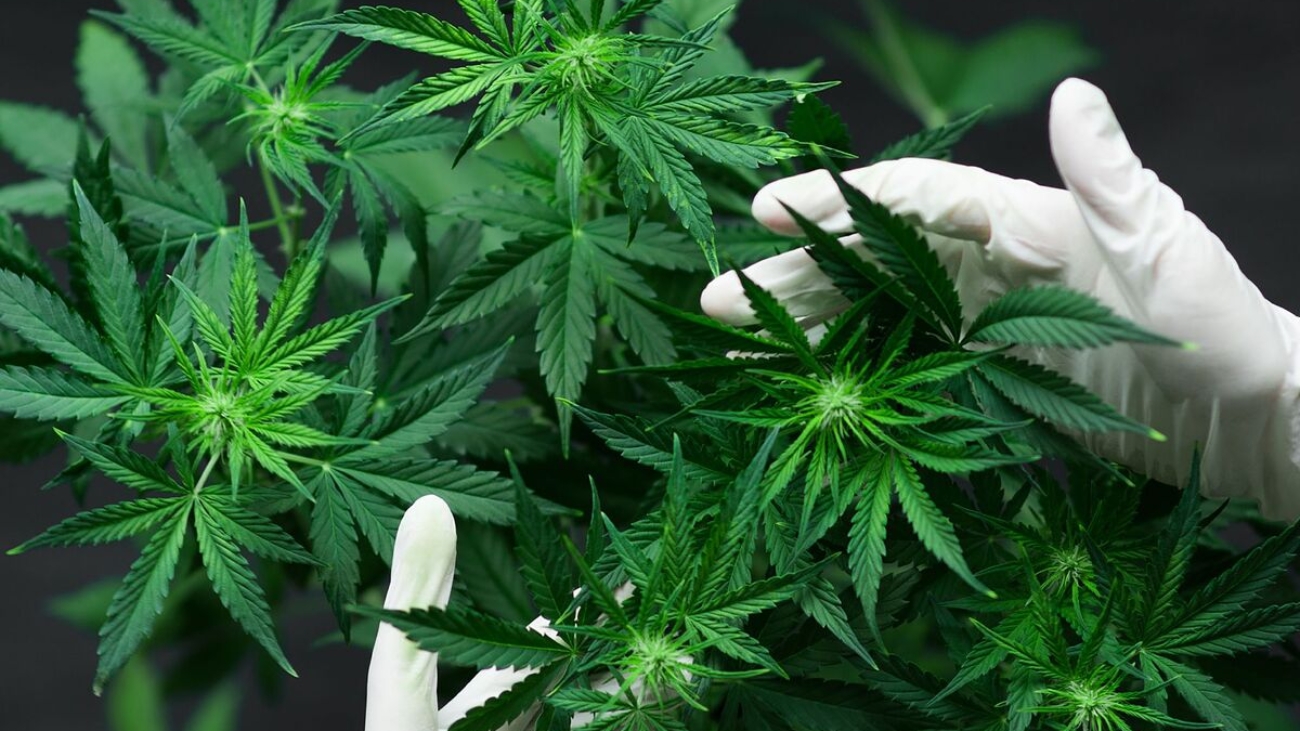 El convenio permitirá investigar, desarrollar y producir cannabis medicinal con fines terapéuticos en la Provincia.